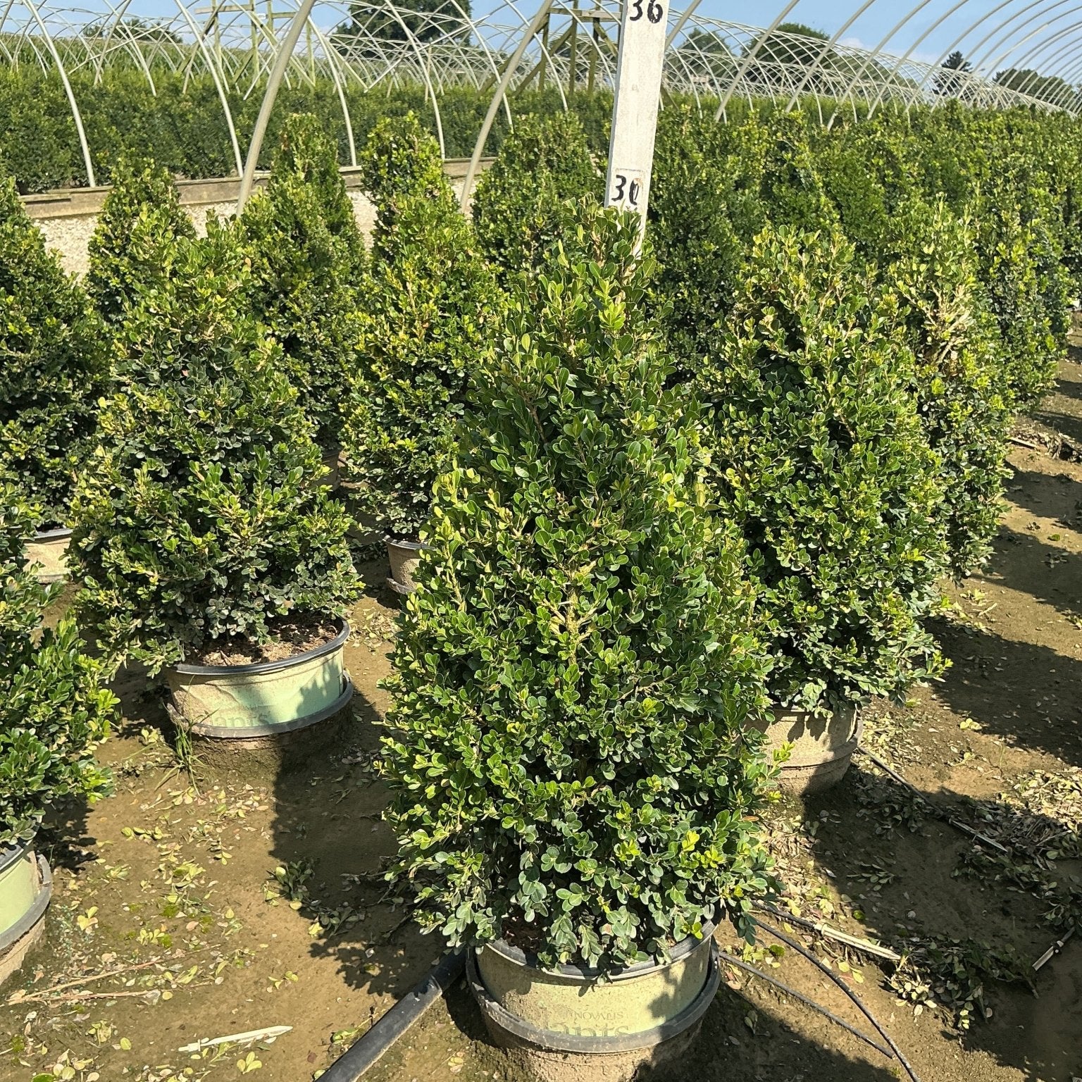 Cranberry Creek Boxwood growing in a #3 container pyramid form at a nursery greenhouse, showing dense dark green foliage.