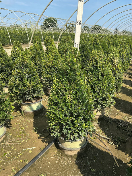 Cranberry Creek Boxwood growing in a #3 container pyramid form at a nursery greenhouse, showing dense dark green foliage.