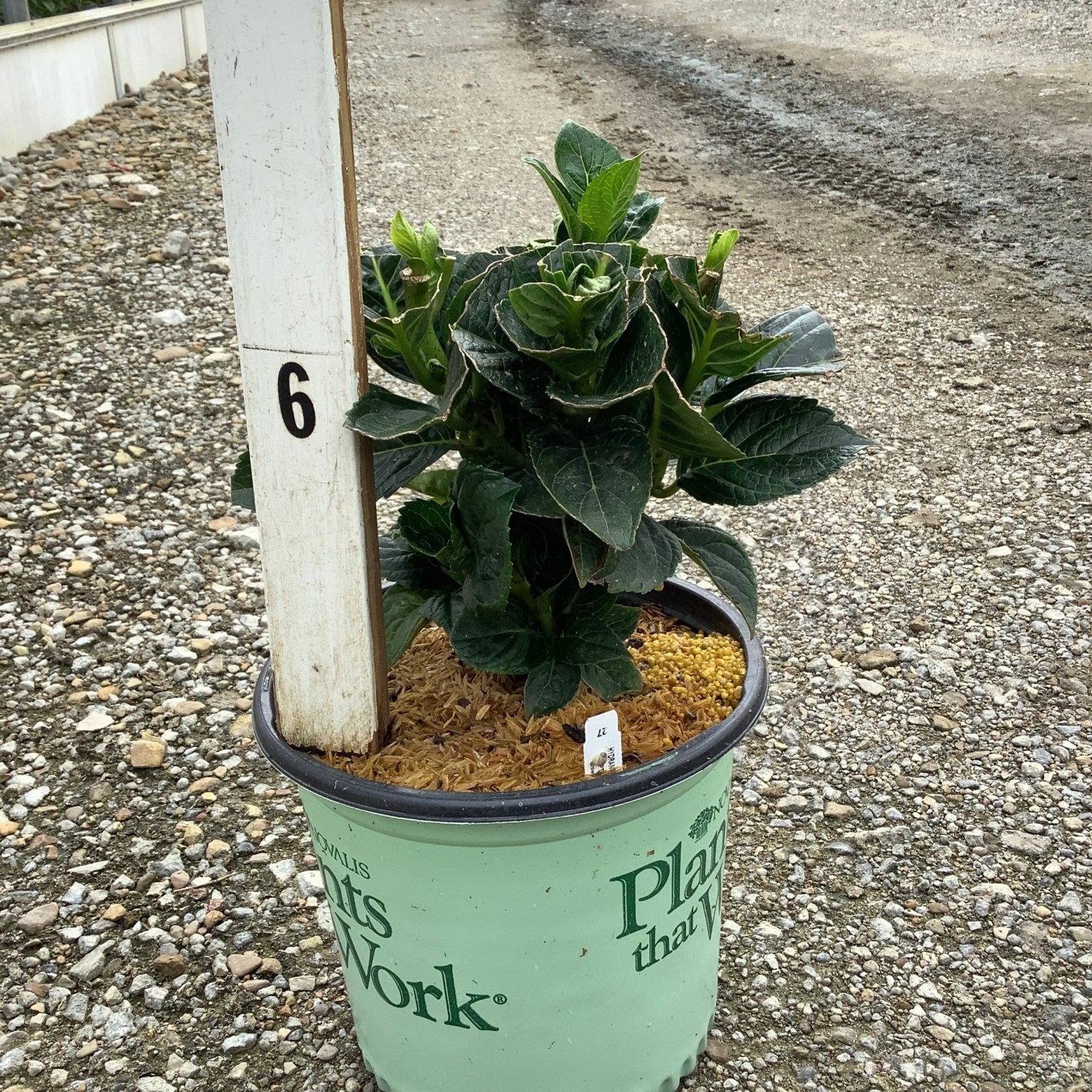 Color Fantasy Hydrangea in a #1 container with deep green foliage and forming buds, displayed at a nursery.