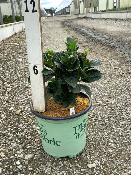 Color Fantasy Hydrangea in a #1 container with deep green foliage and forming buds, displayed at a nursery.