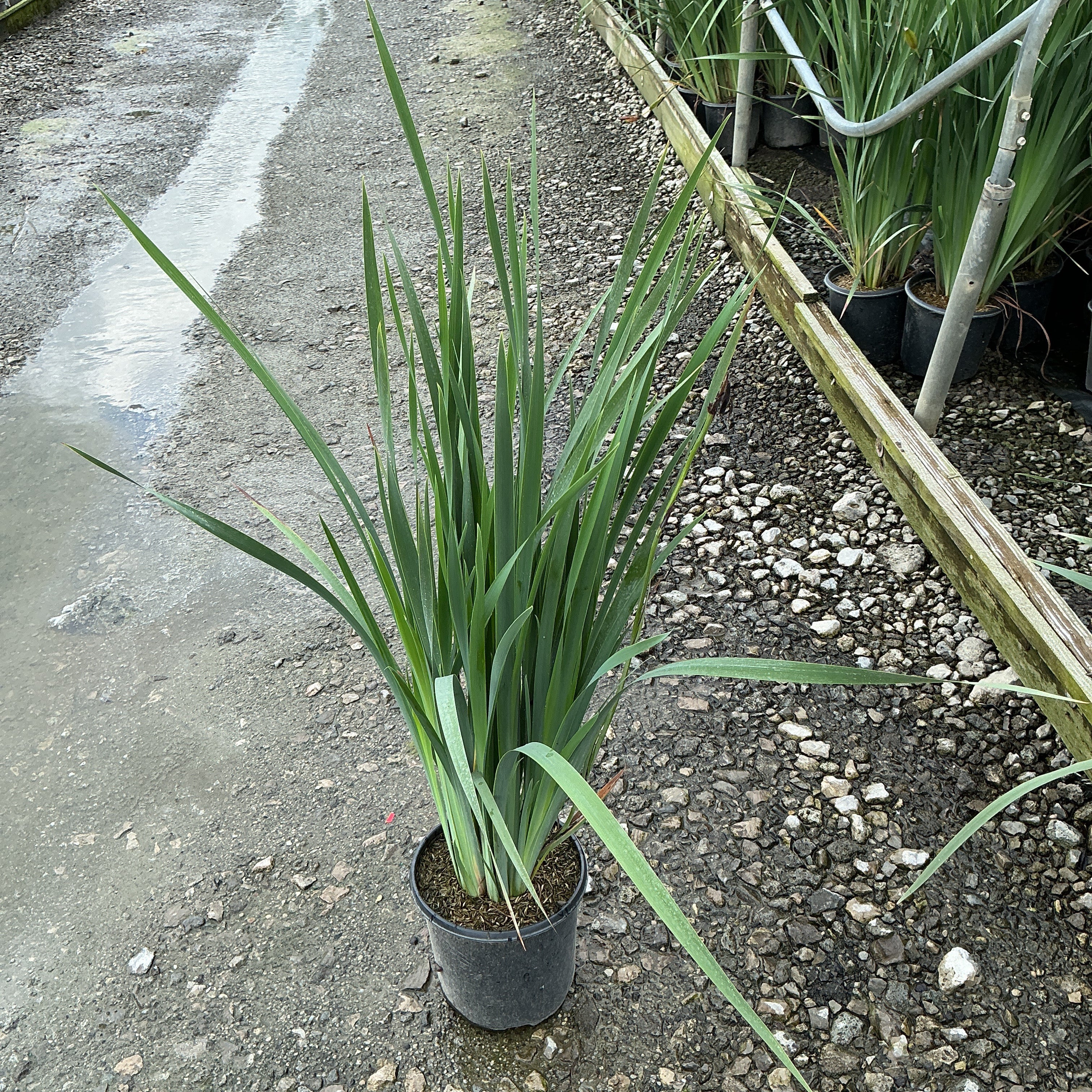 Caesar's Brother Siberian Iris in a #1 container showing tall, arching dark green sword-like foliage at a nursery.