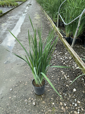 Caesar's Brother Siberian Iris in a #1 container showing tall, arching dark green sword-like foliage at a nursery.