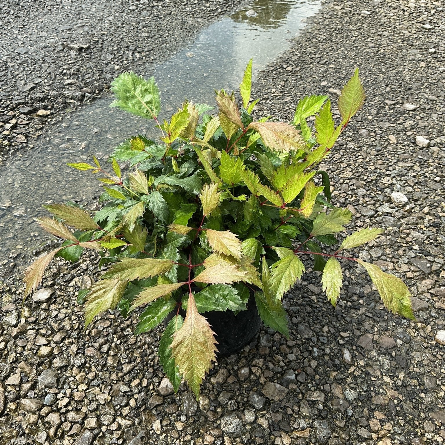 Bridal Veil Astilbe in a #1 container showing deeply cut green foliage with reddish stems on a gravel surface.