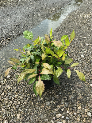 Bridal Veil Astilbe in a #1 container showing deeply cut green foliage with reddish stems on a gravel surface.