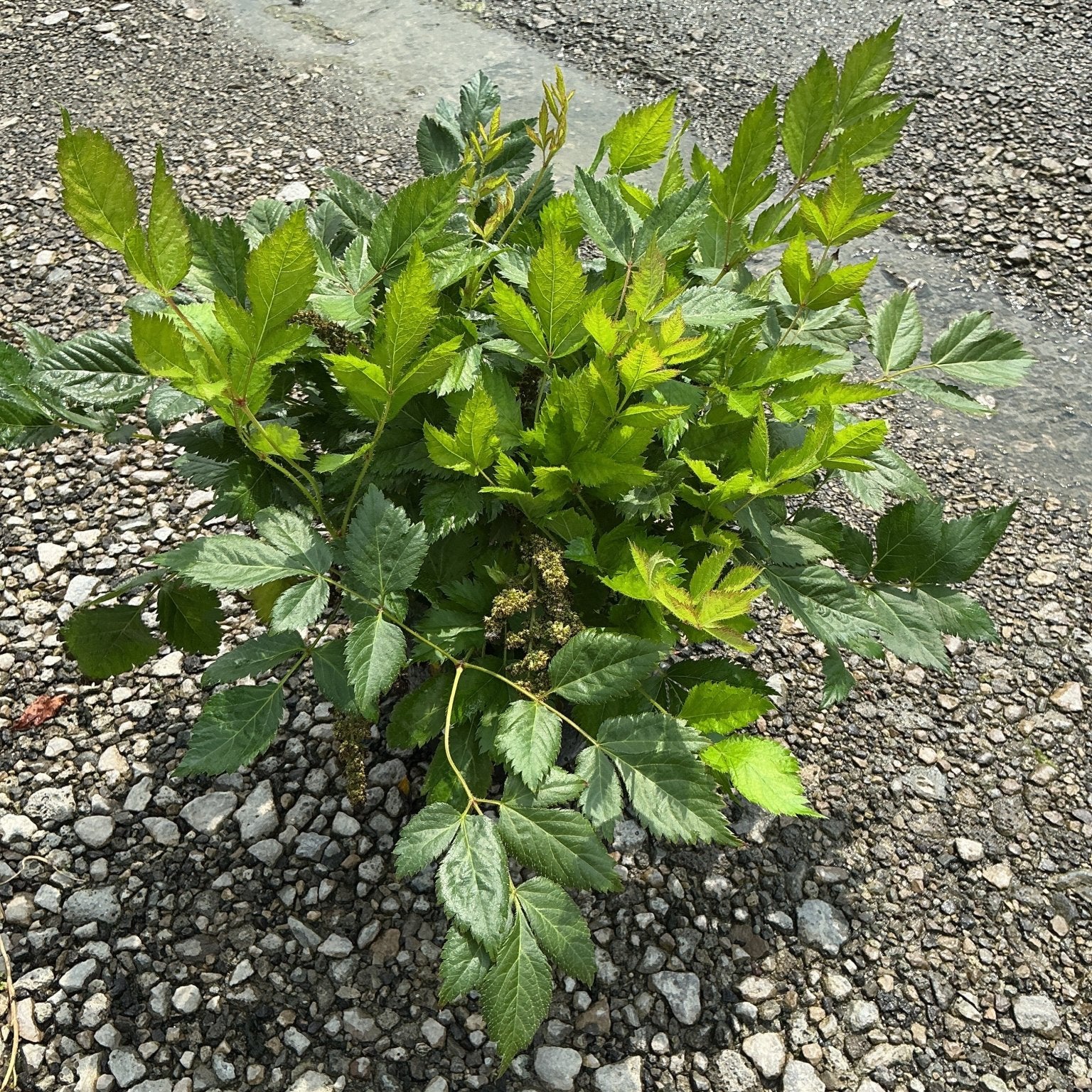 Vision in Pink Astilbe plant showing lush, serrated green foliage growing low in a gravel setting before summer bloom.