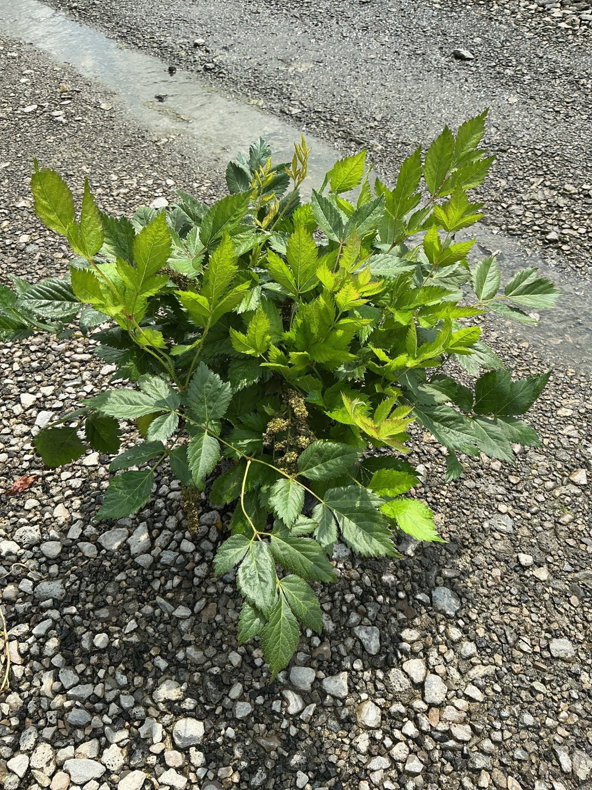 Vision in Pink Astilbe plant showing lush, serrated green foliage growing low in a gravel setting before summer bloom.