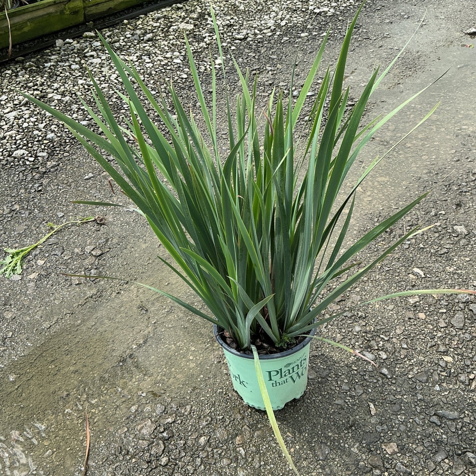 Sunfisher Siberian Iris in a #1 nursery container showing dense upright green foliage at a garden center.