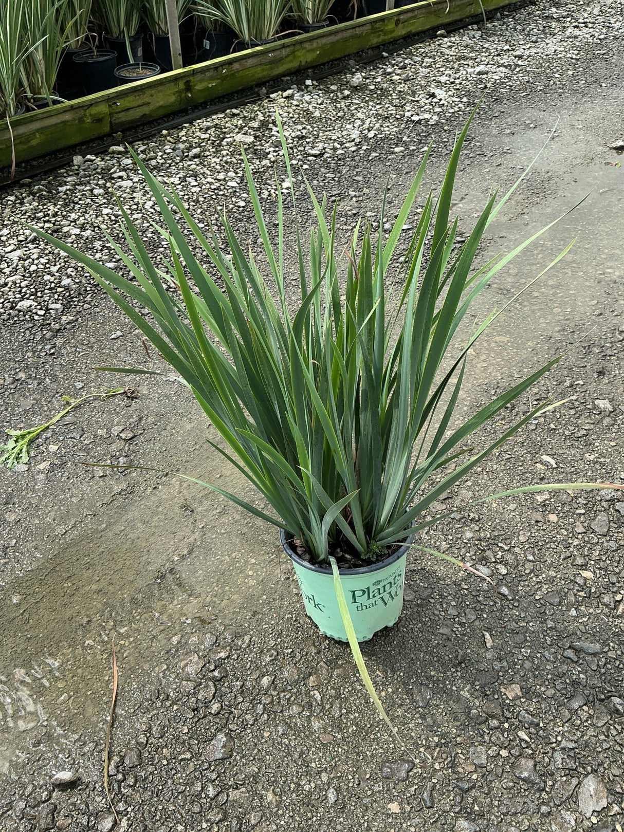 Sunfisher Siberian Iris in a #1 nursery container showing dense upright green foliage at a garden center.