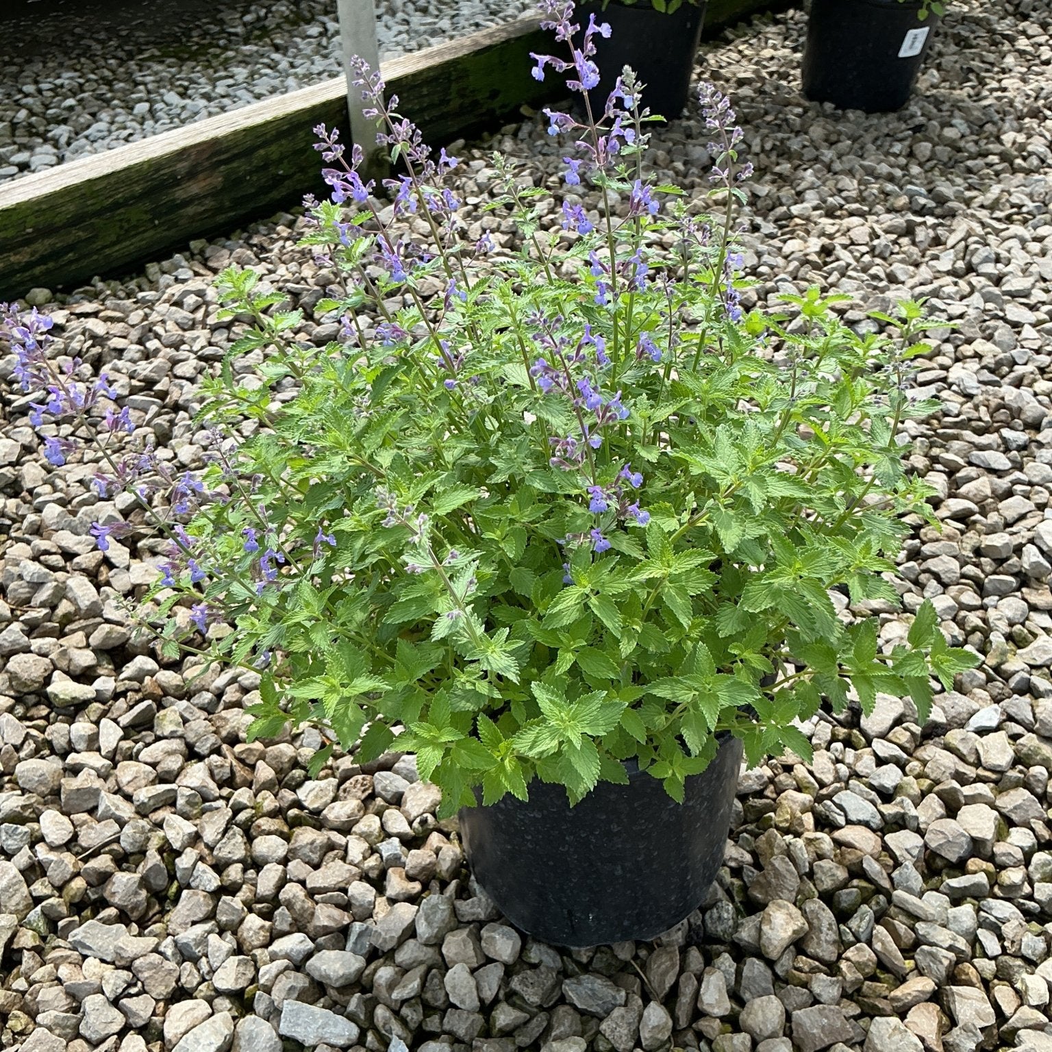 Junior Walker Catmint in a black nursery container displaying lavender-blue flower spikes above dense green foliage on a gravel surface.