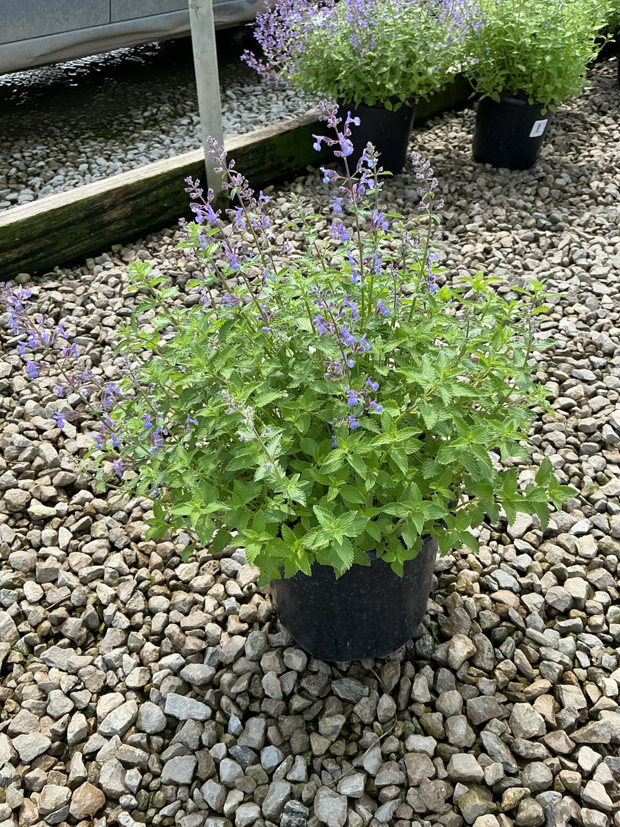 Junior Walker Catmint in a black nursery container displaying lavender-blue flower spikes above dense green foliage on a gravel surface.