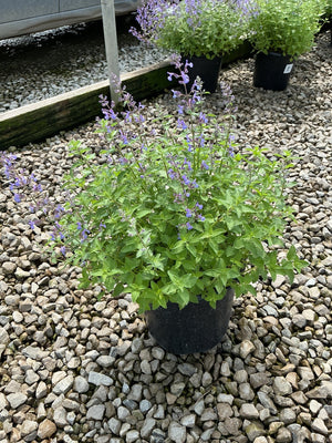 Junior Walker Catmint in a black nursery container displaying lavender-blue flower spikes above dense green foliage on a gravel surface.