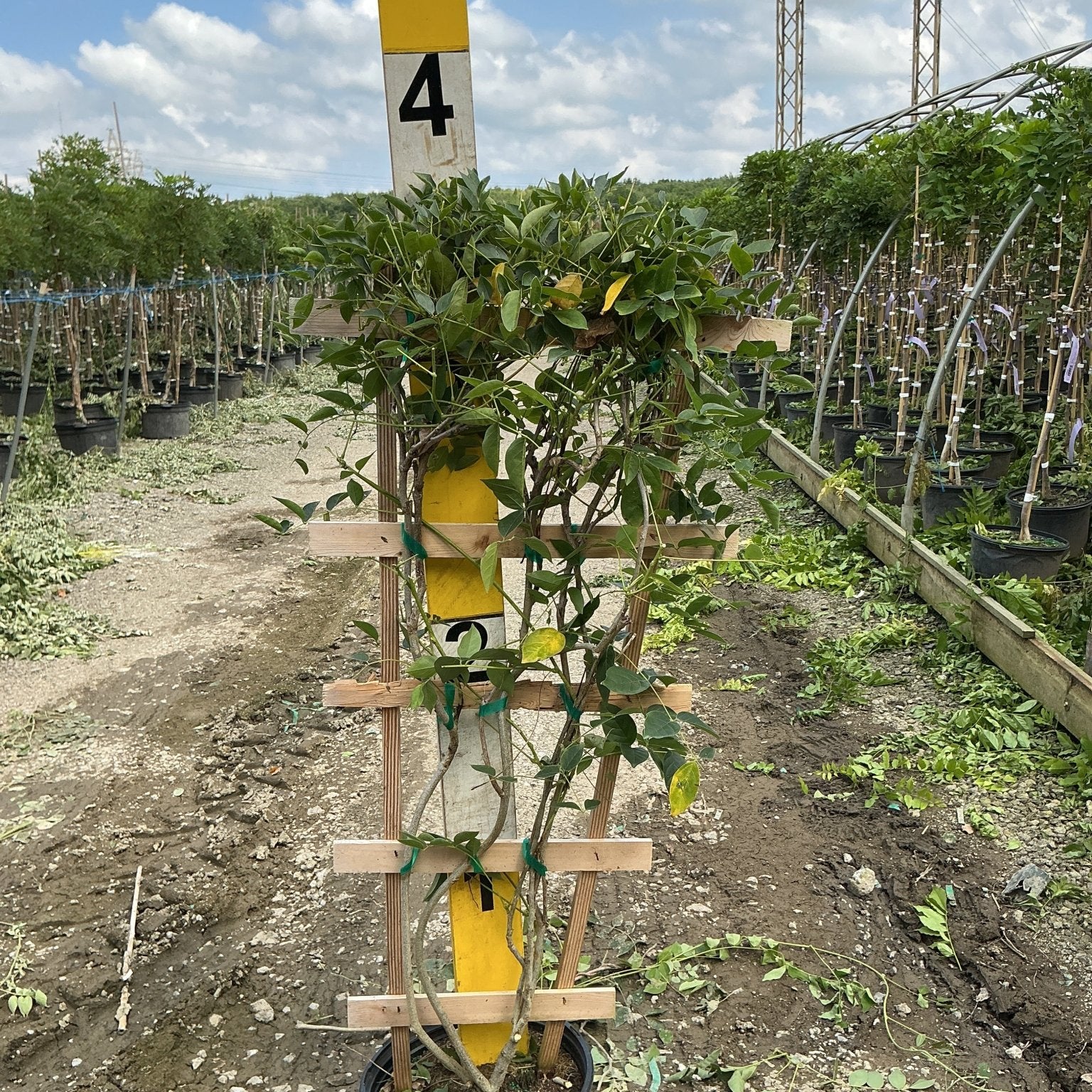Blue Moon Wisteria vine trained on a wooden trellis in a nursery container, showing twining stems and green foliage.