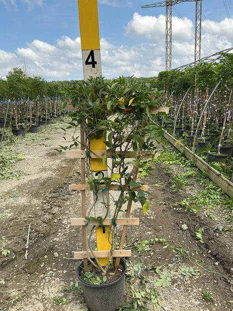 Blue Moon Wisteria vine trained on a wooden trellis in a nursery container, showing twining stems and green foliage.