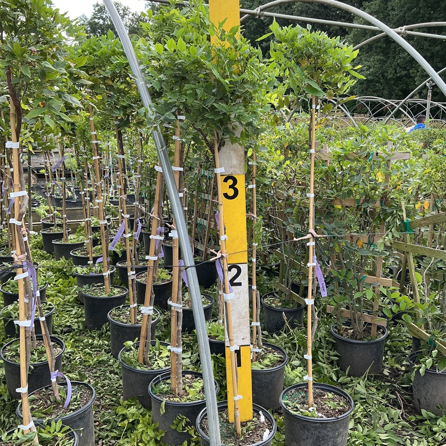 Blue Chinese Wisteria Trees in #3 nursery containers staked with bamboo canes, reaching 3-4 ft tall with lush green foliage.