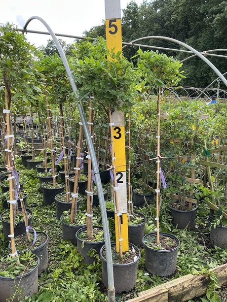 Blue Chinese Wisteria Trees in #3 nursery containers staked with bamboo canes, reaching 3-4 ft tall with lush green foliage.