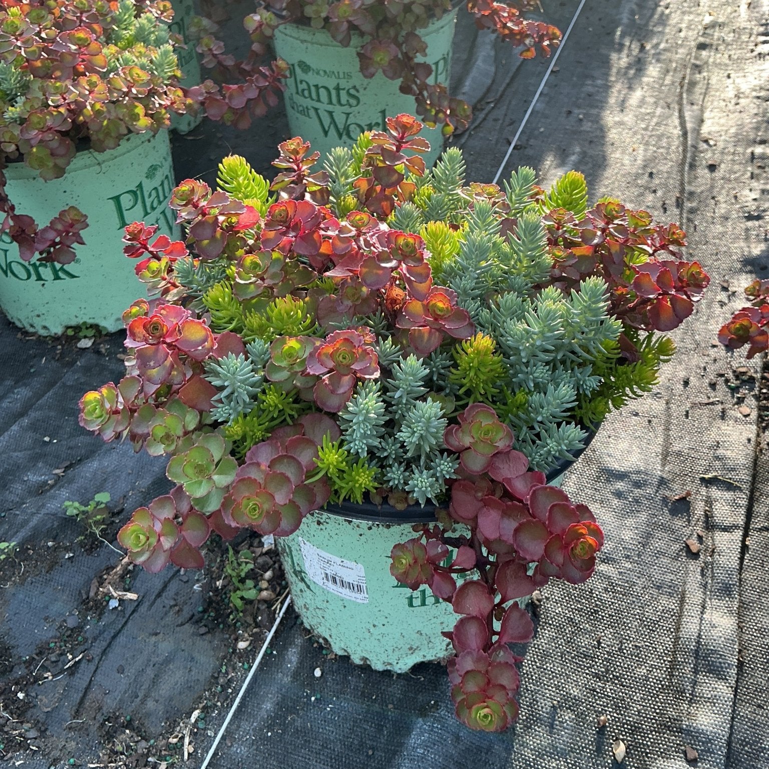 Sedum Flaming Carpet spilling over a container with red and green rosettes at a nursery.