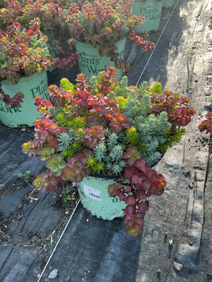 Sedum Flaming Carpet spilling over a container with red and green rosettes at a nursery.