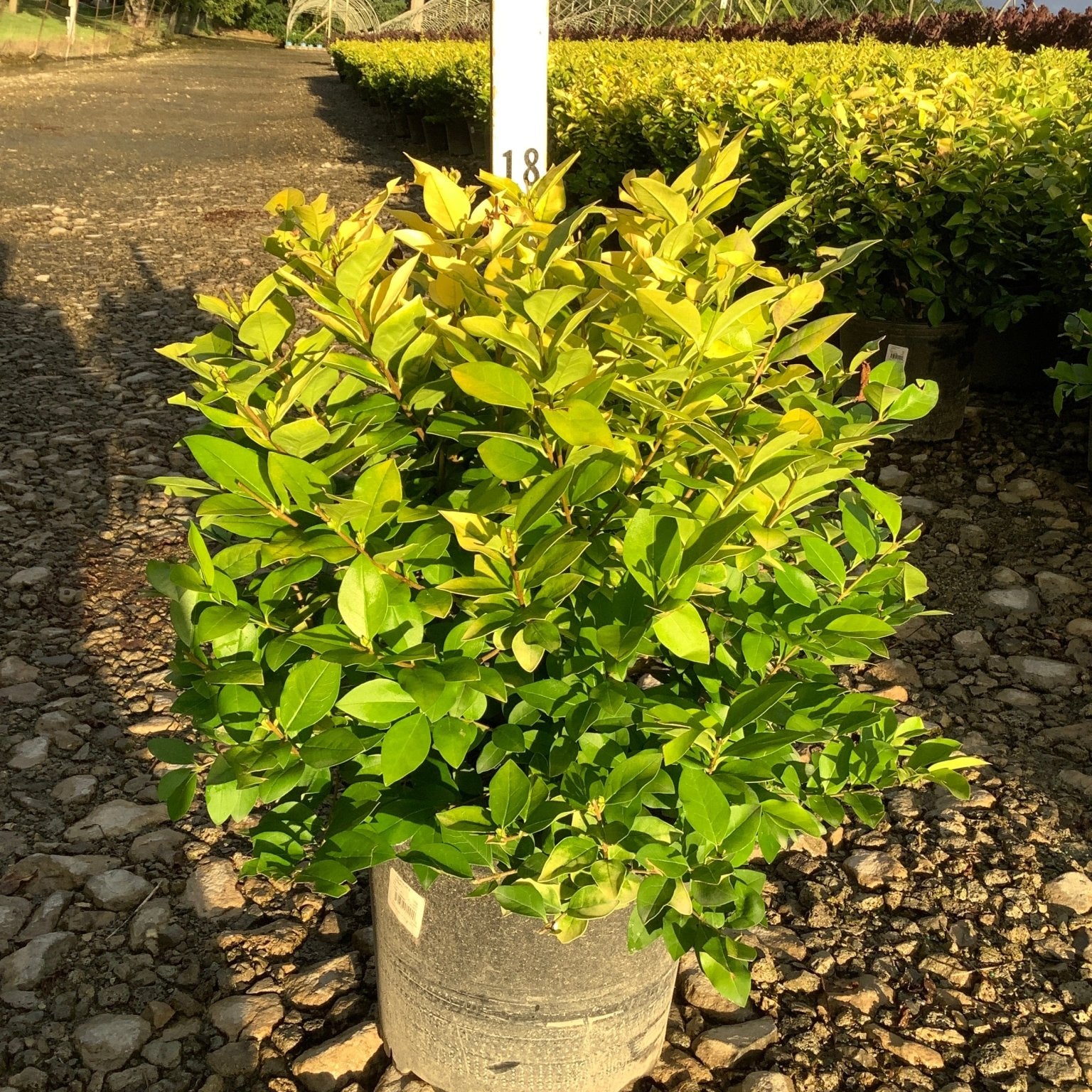 Golden Vicary Privet shrub in a #3 container showing bright yellow-green foliage at a nursery growing yard.