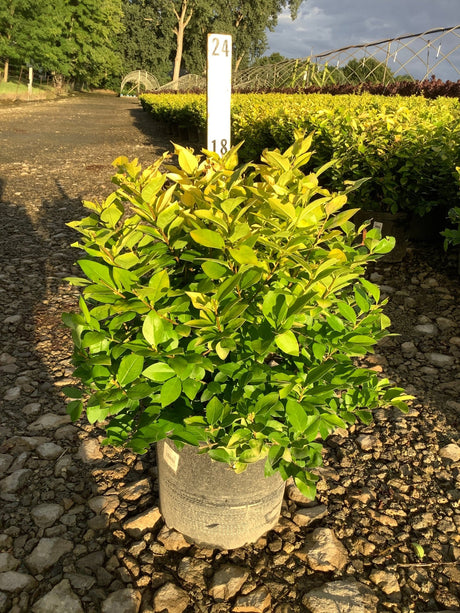 Golden Vicary Privet shrub in a #3 container showing bright yellow-green foliage at a nursery growing yard.