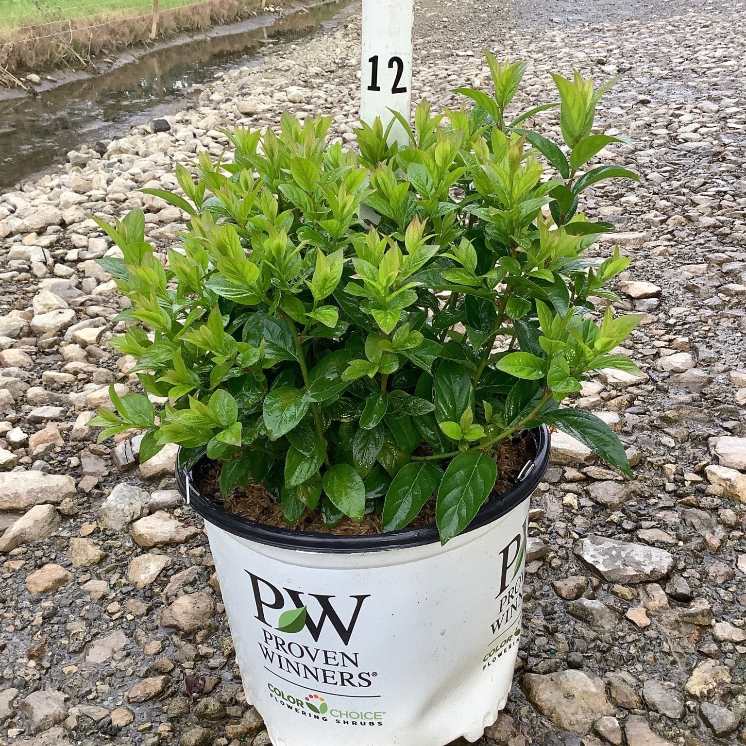 Fizzy Mizzy Sweetspire shrub in a Proven Winners #3 container, showing dense green foliage at a nursery.