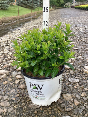 Fizzy Mizzy Sweetspire shrub in a Proven Winners #3 container, showing dense green foliage at a nursery.