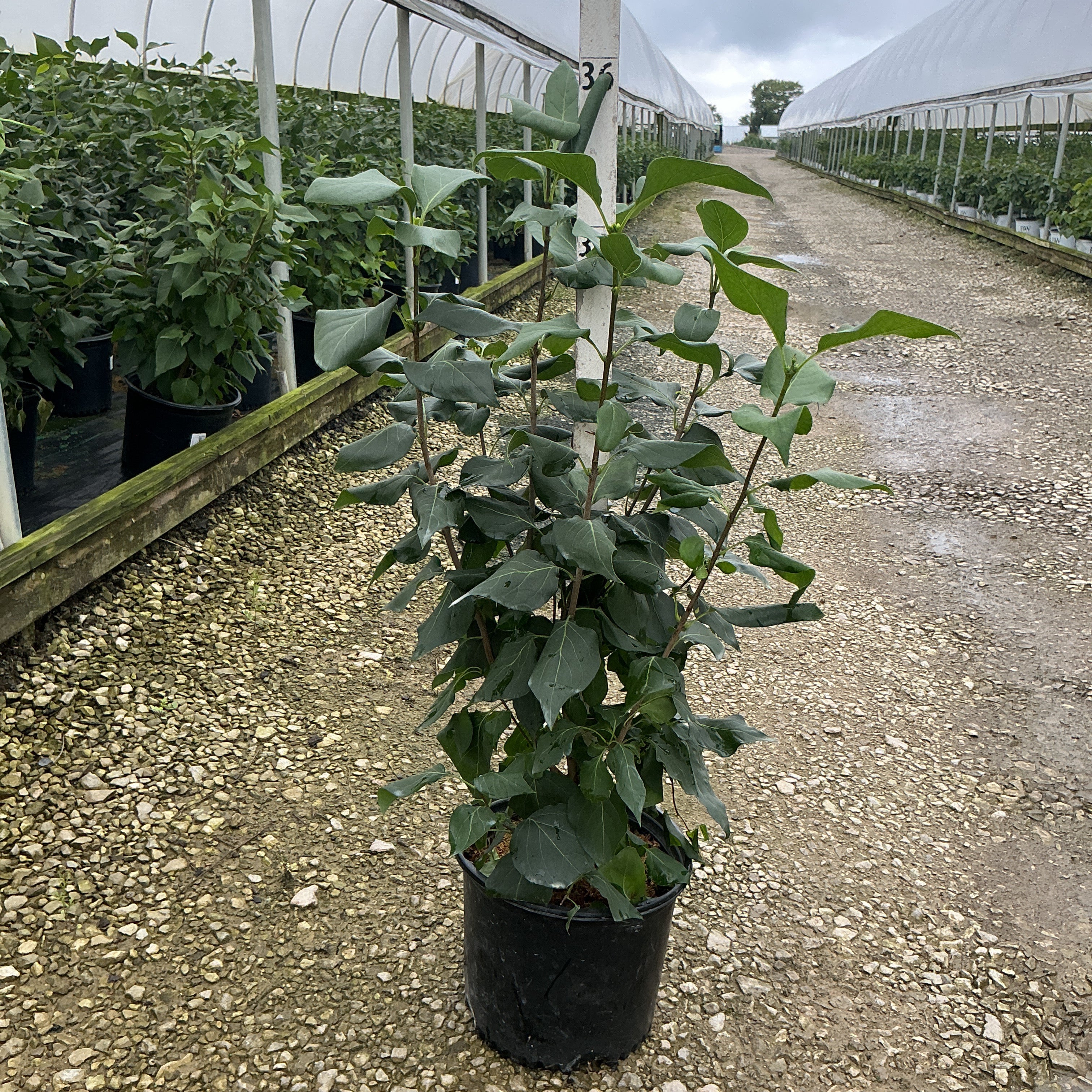 New Age Lavender Lilac shrub in a #3 container displayed along a gravel path between greenhouse rows.