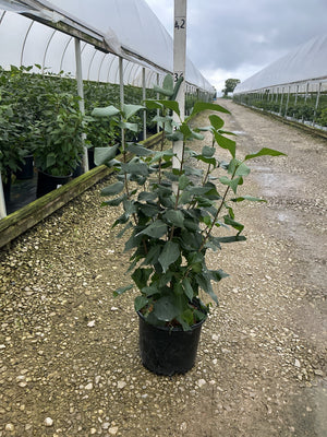New Age Lavender Lilac shrub in a #3 container displayed along a gravel path between greenhouse rows.