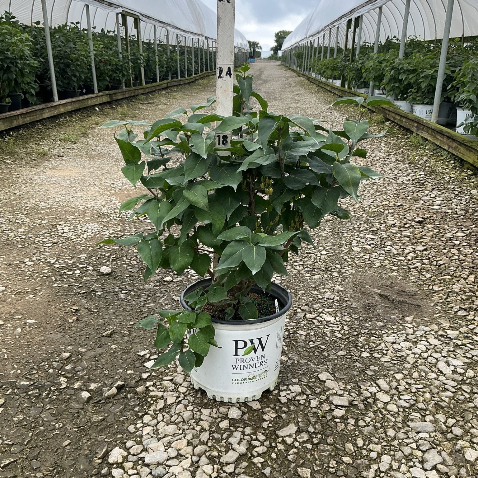 Scentara Pura Lilac shrub in a #3 Proven Winners container at a nursery growing facility.