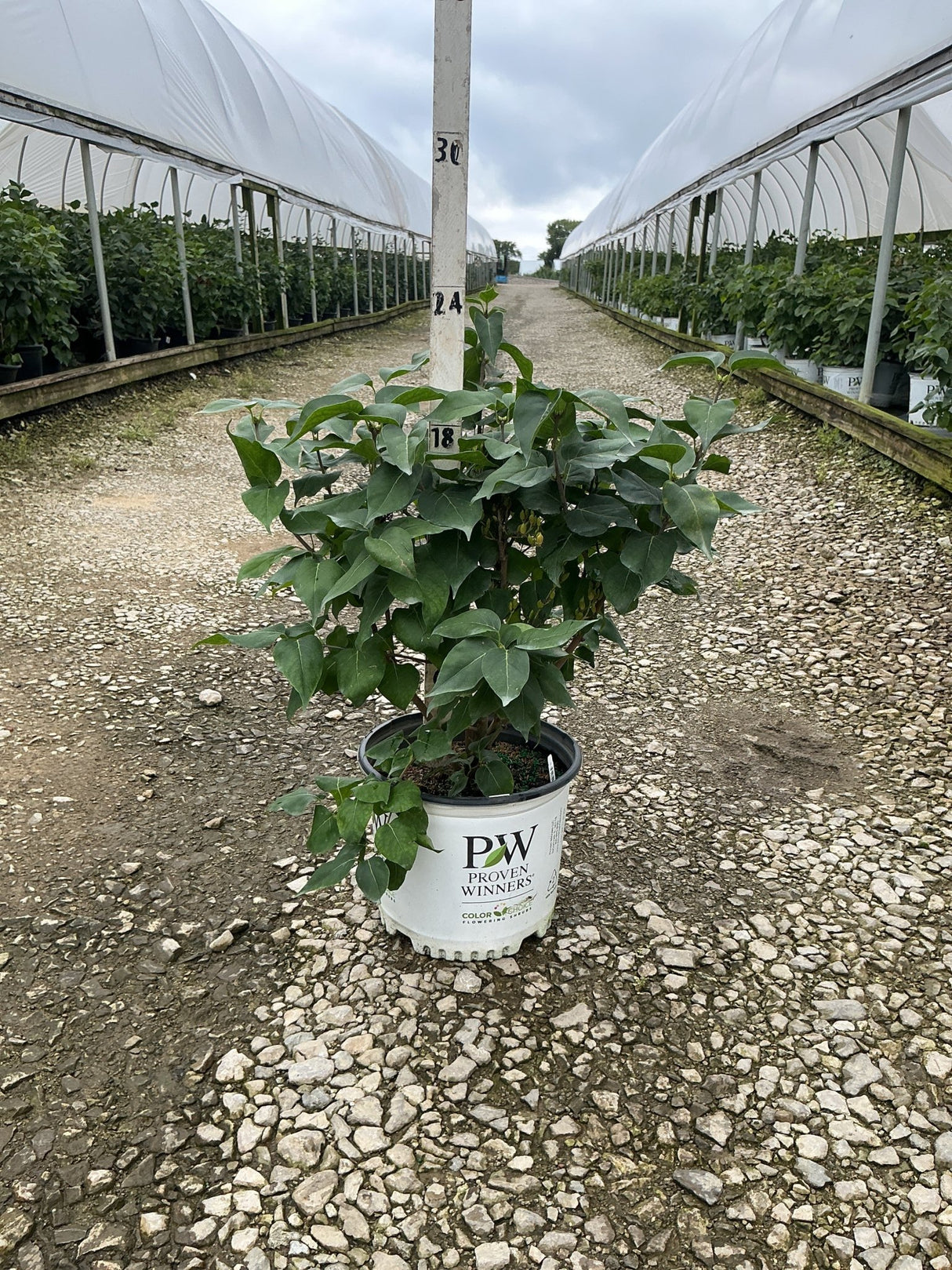 Scentara Pura Lilac shrub in a #3 Proven Winners container at a nursery growing facility.