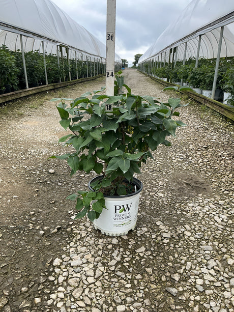 Scentara Pura Lilac shrub in a #3 Proven Winners container at a nursery growing facility.