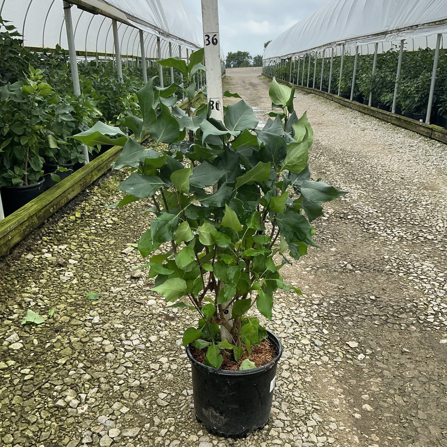 New Age White Lilac shrub in a #3 container growing along a greenhouse nursery pathway, showing dense green foliage.