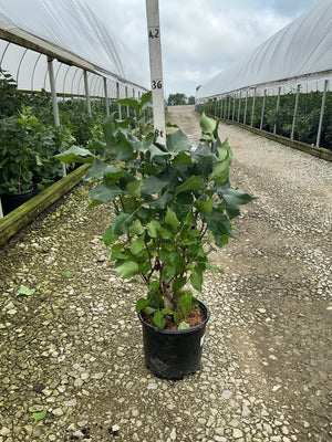 New Age White Lilac shrub in a #3 container growing along a greenhouse nursery pathway, showing dense green foliage.