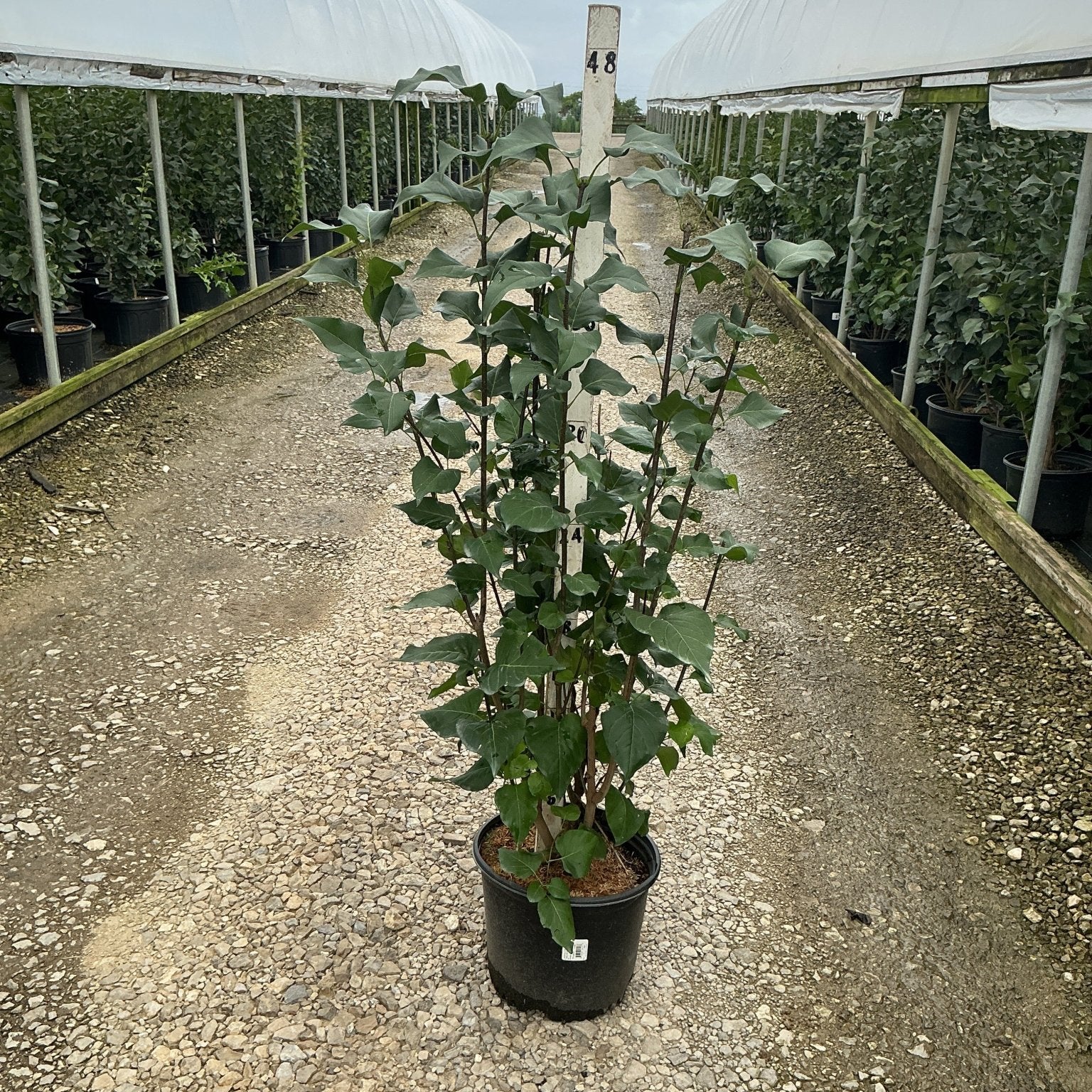 Declaration Lilac shrub in a #3 container growing upright with lush green foliage at a nursery.