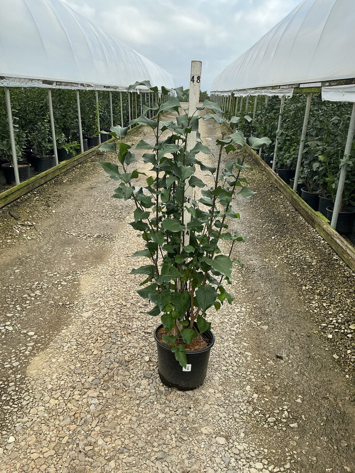 Declaration Lilac shrub in a #3 container growing upright with lush green foliage at a nursery.