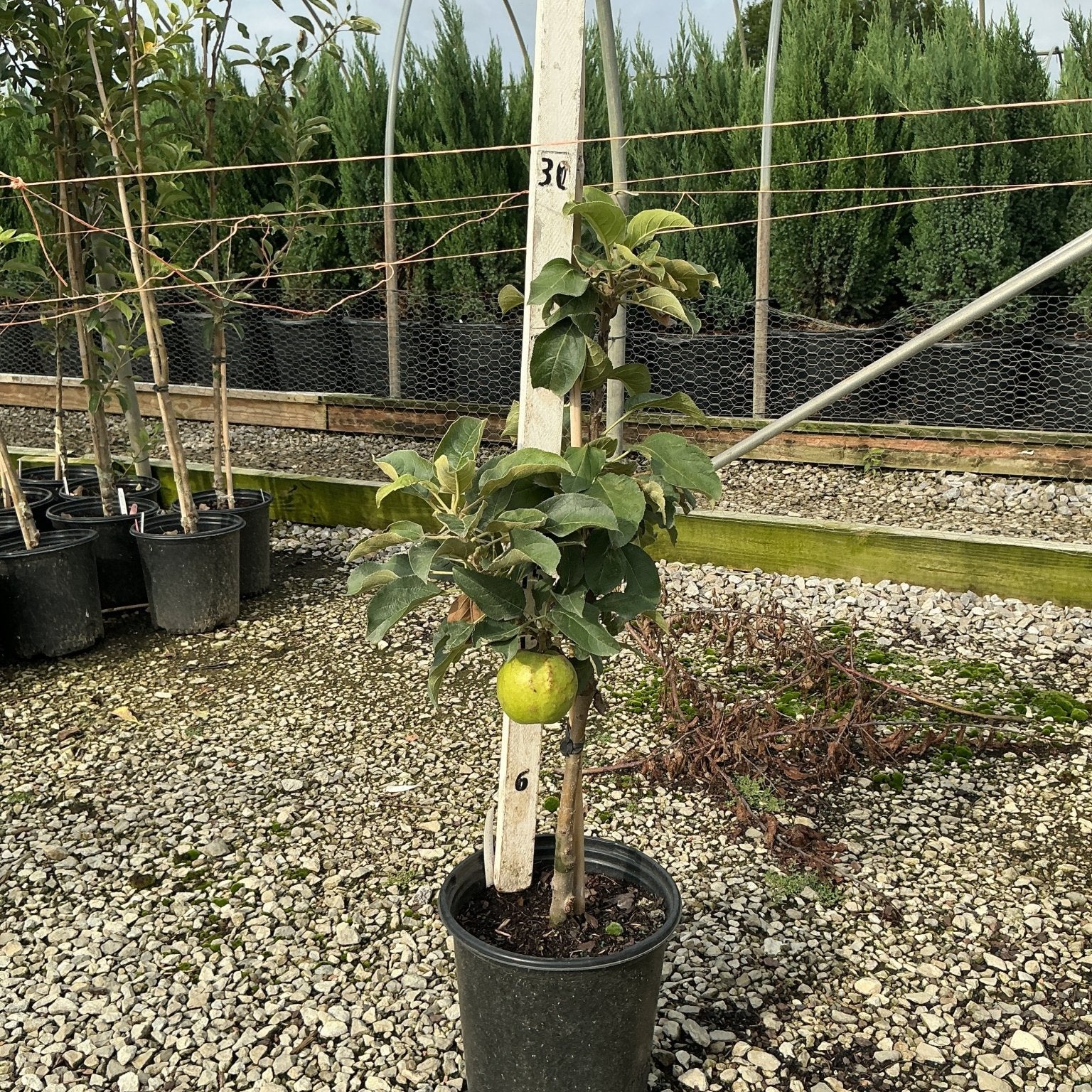 Urban Apple Tangy Green columnar apple tree in a #2 container with a single green apple visible on the slender upright stem.
