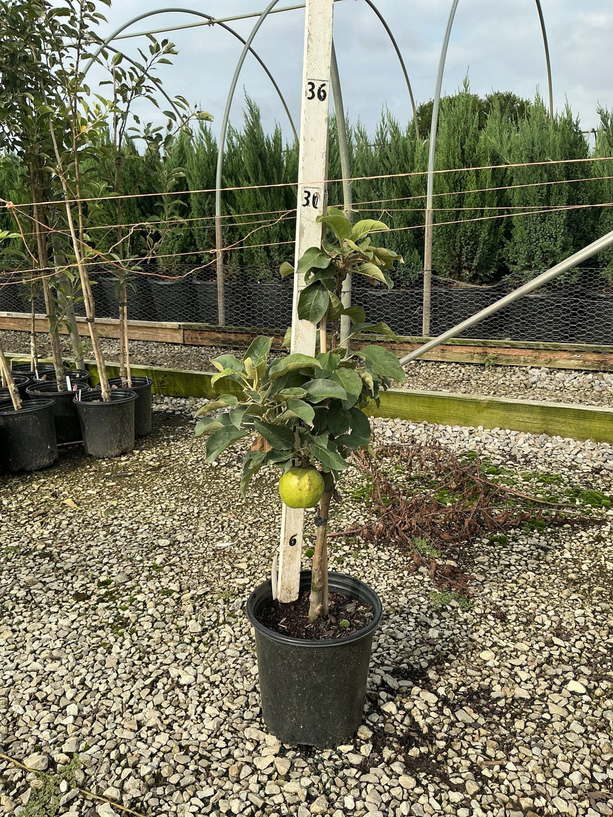 Urban Apple Tangy Green columnar apple tree in a #2 container with a single green apple visible on the slender upright stem.