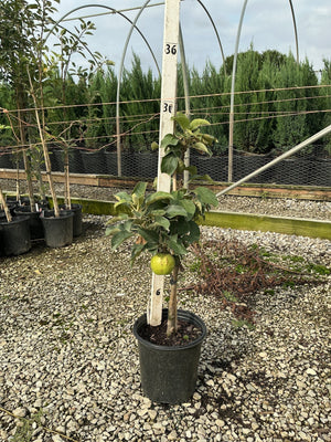 Urban Apple Tangy Green columnar apple tree in a #2 container with a single green apple visible on the slender upright stem.