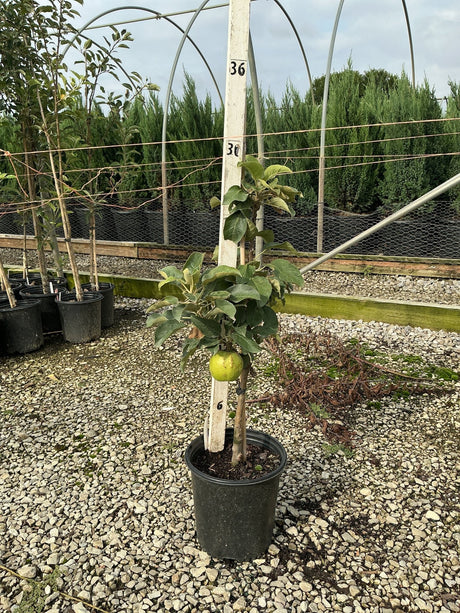 Urban Apple Tangy Green columnar apple tree in a #2 container with a single green apple visible on the slender upright stem.