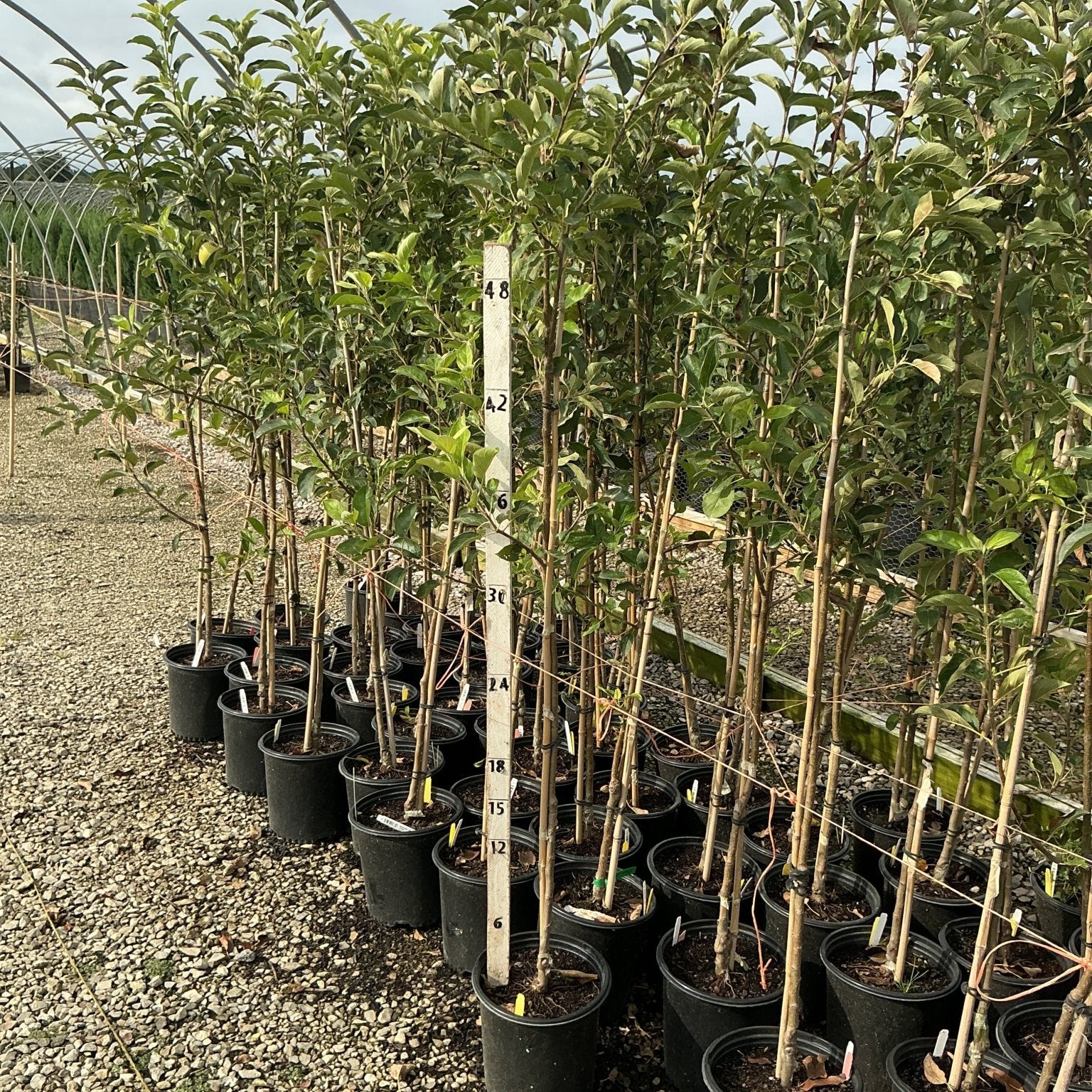 Yellow Delicious Apple trees in #2 nursery containers displayed in a greenhouse, measuring approximately 3-4 ft tall.