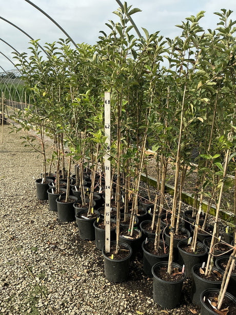 Yellow Delicious Apple trees in #2 nursery containers displayed in a greenhouse, measuring approximately 3-4 ft tall.
