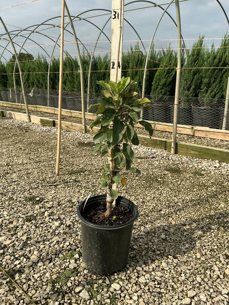 Tasty Red Columnar Apple Tree in a #2 nursery container, showing upright branching habit with green foliage at a plant nursery.