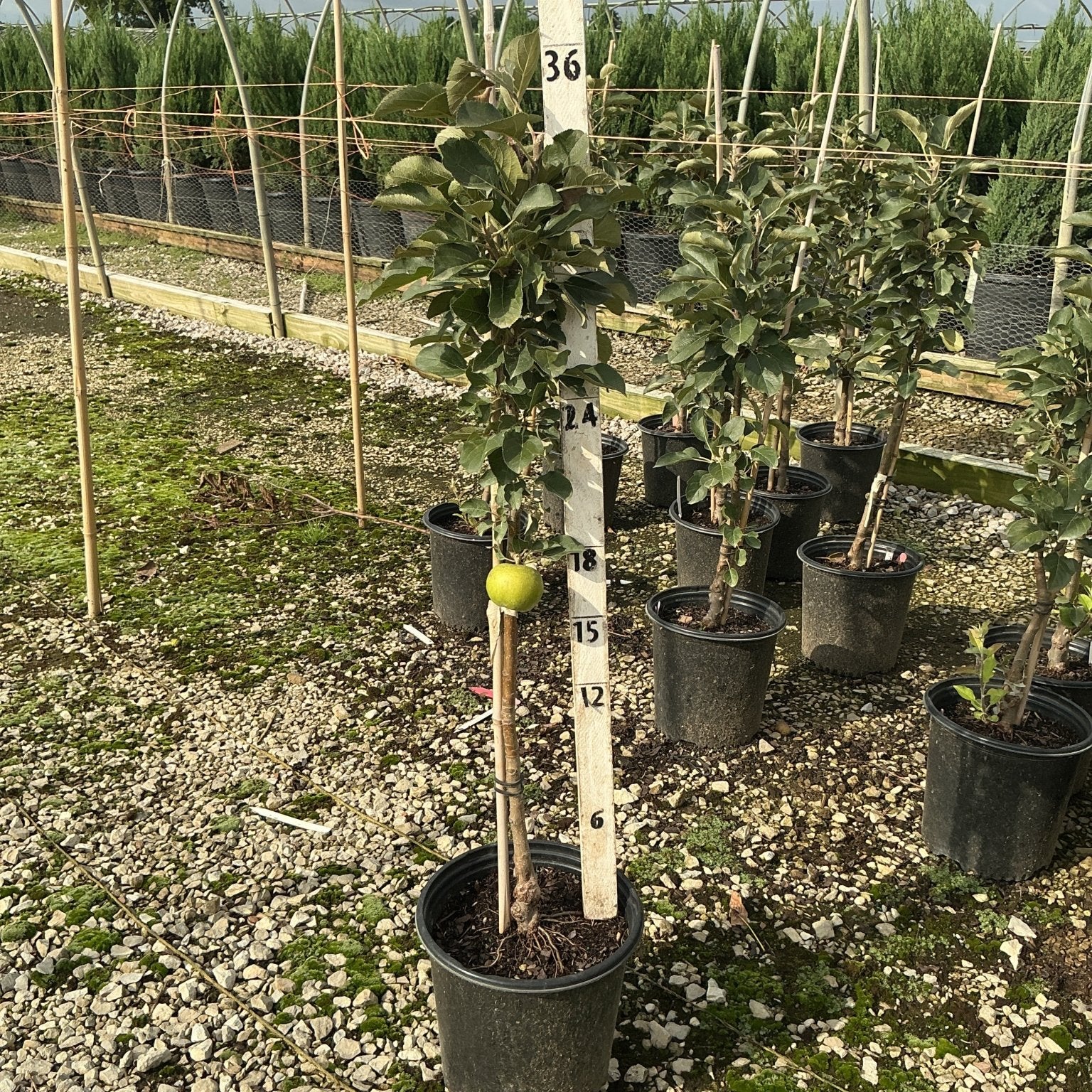 Blushing Delight columnar apple tree in a #2 nursery container with a single green apple visible on the slender upright stem.