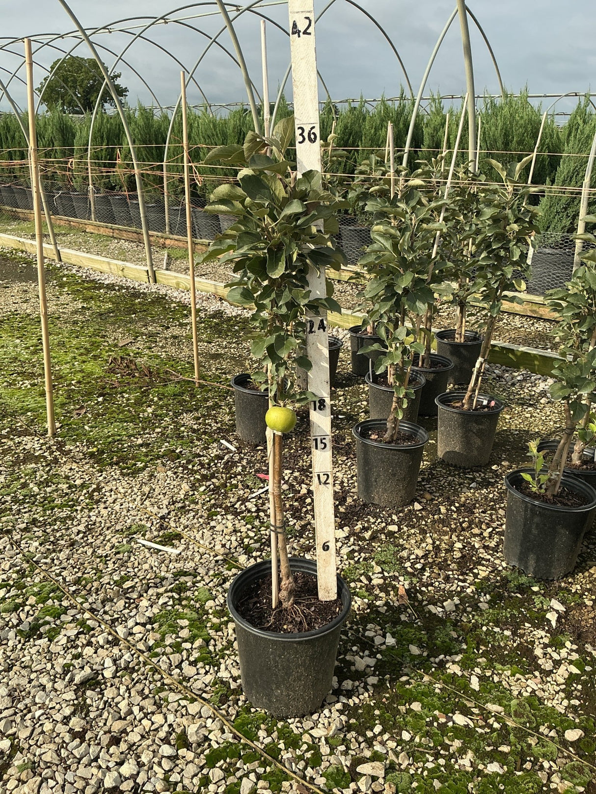 Blushing Delight columnar apple tree in a #2 nursery container with a single green apple visible on the slender upright stem.