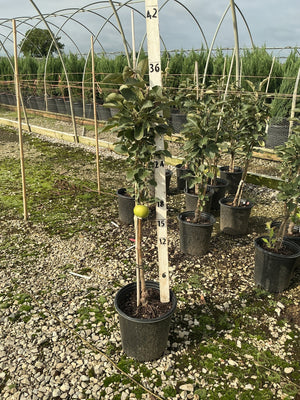 Blushing Delight columnar apple tree in a #2 nursery container with a single green apple visible on the slender upright stem.