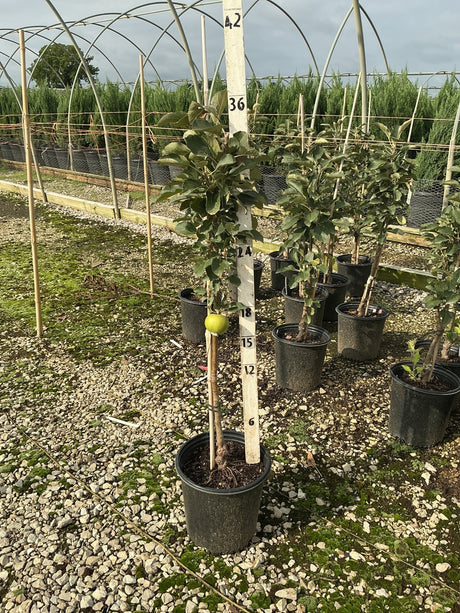 Blushing Delight columnar apple tree in a #2 nursery container with a single green apple visible on the slender upright stem.