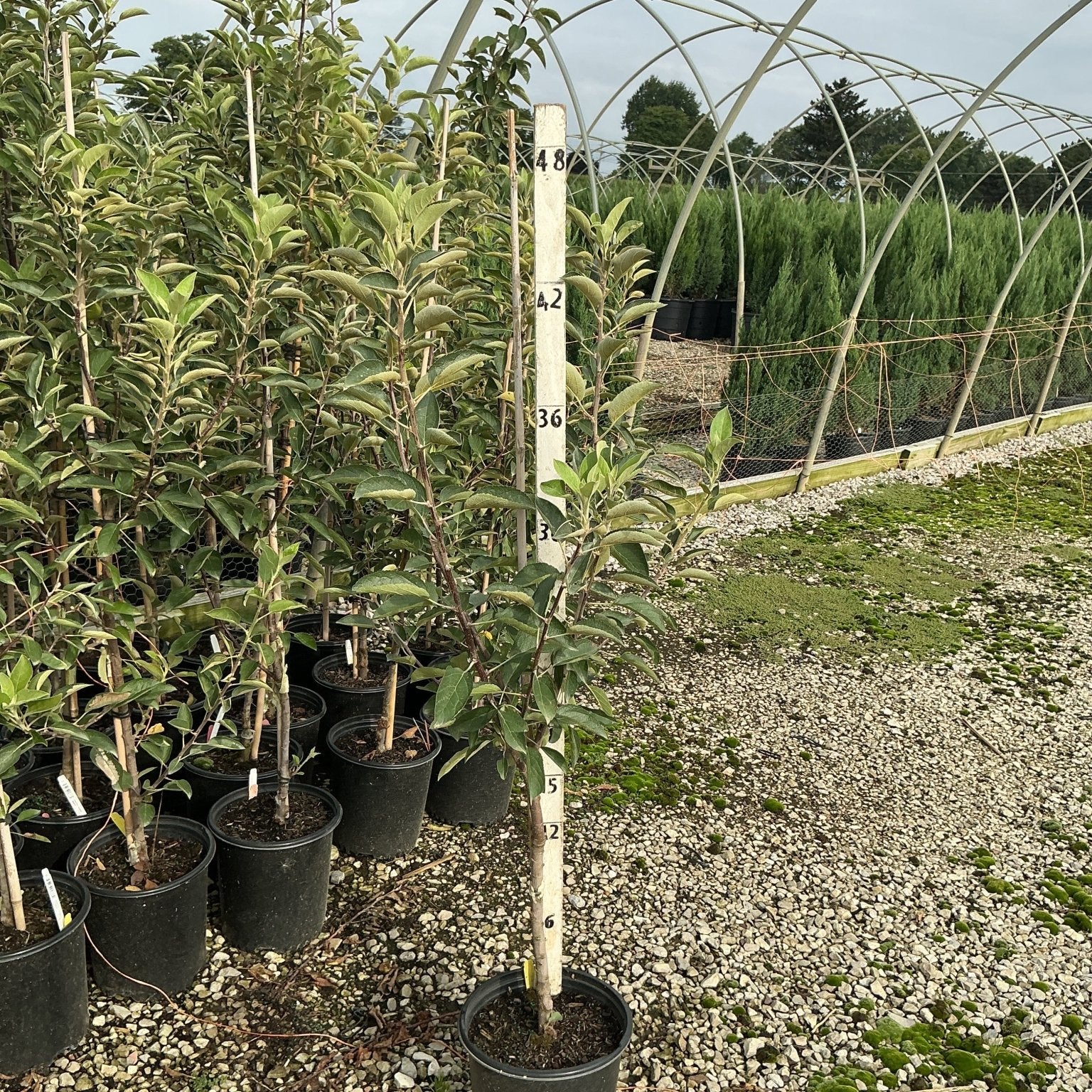 Braeburn Apple Tree in a #2 container with a height measuring stake showing approximately 4.5 ft tall at a nursery.
