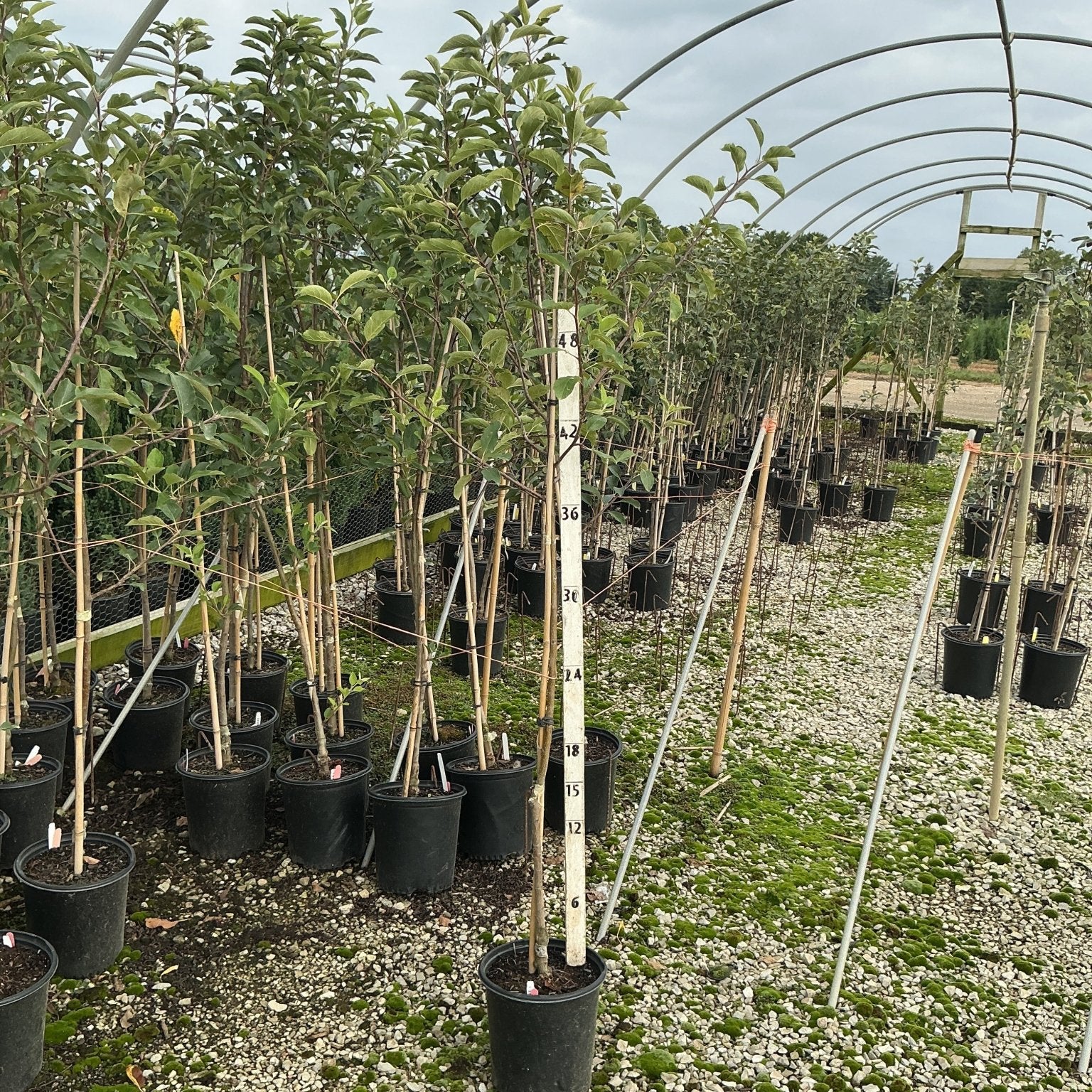 Gala Apple Trees in #2 containers growing under a hoop house structure at a nursery, reaching approximately 4 feet tall.