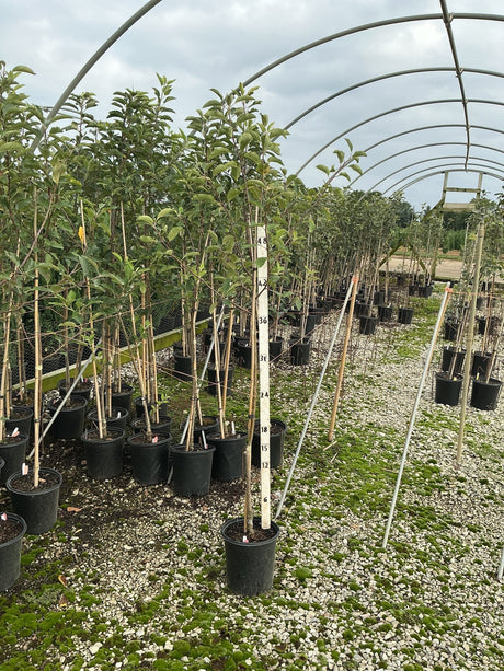 Gala Apple Trees in #2 containers growing under a hoop house structure at a nursery, reaching approximately 4 feet tall.