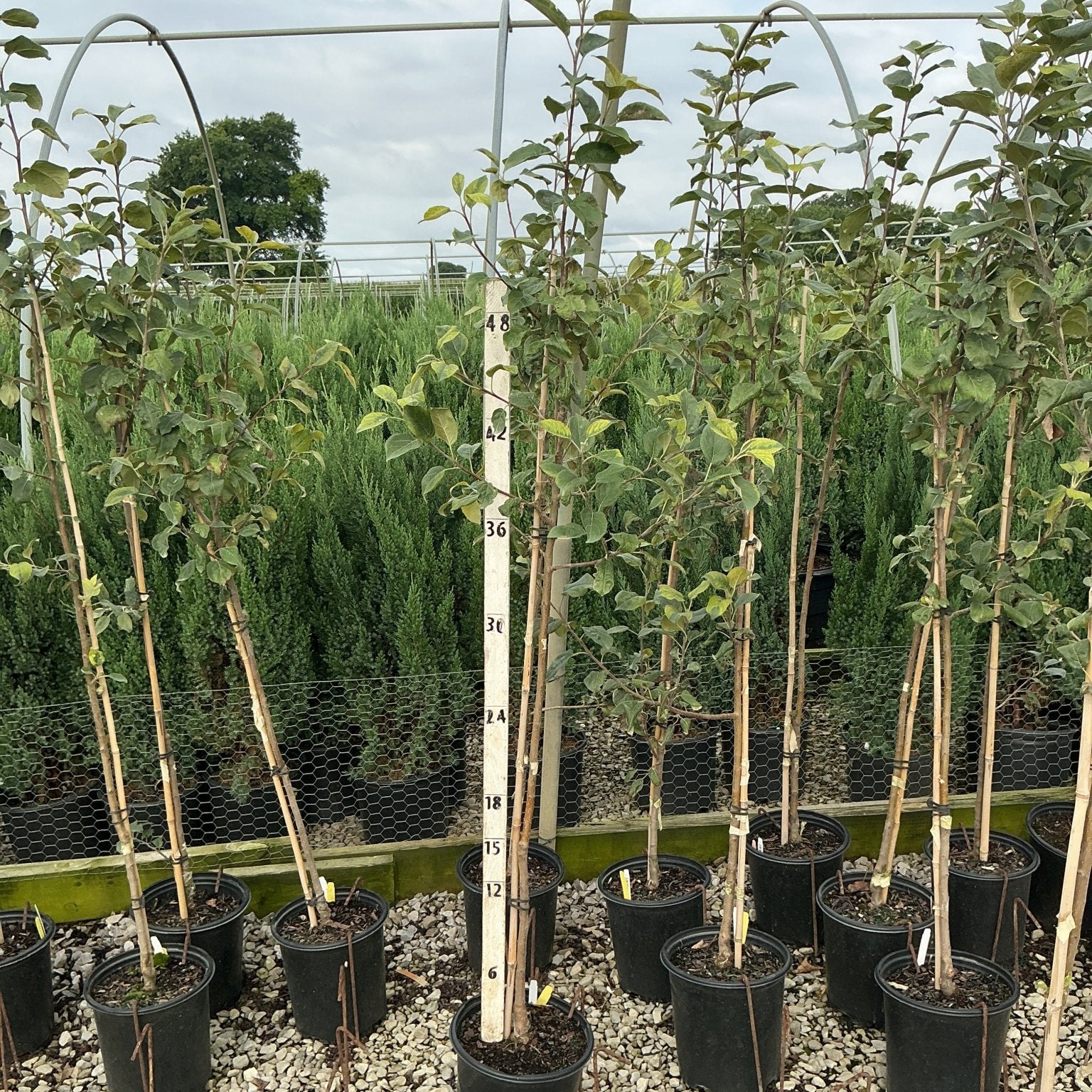Honeycrisp apple trees in black nursery containers supported by bamboo stakes, shown beside a measurement rod at approximately 48 inches tall.