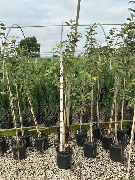 Honeycrisp apple trees in black nursery containers supported by bamboo stakes, shown beside a measurement rod at approximately 48 inches tall.